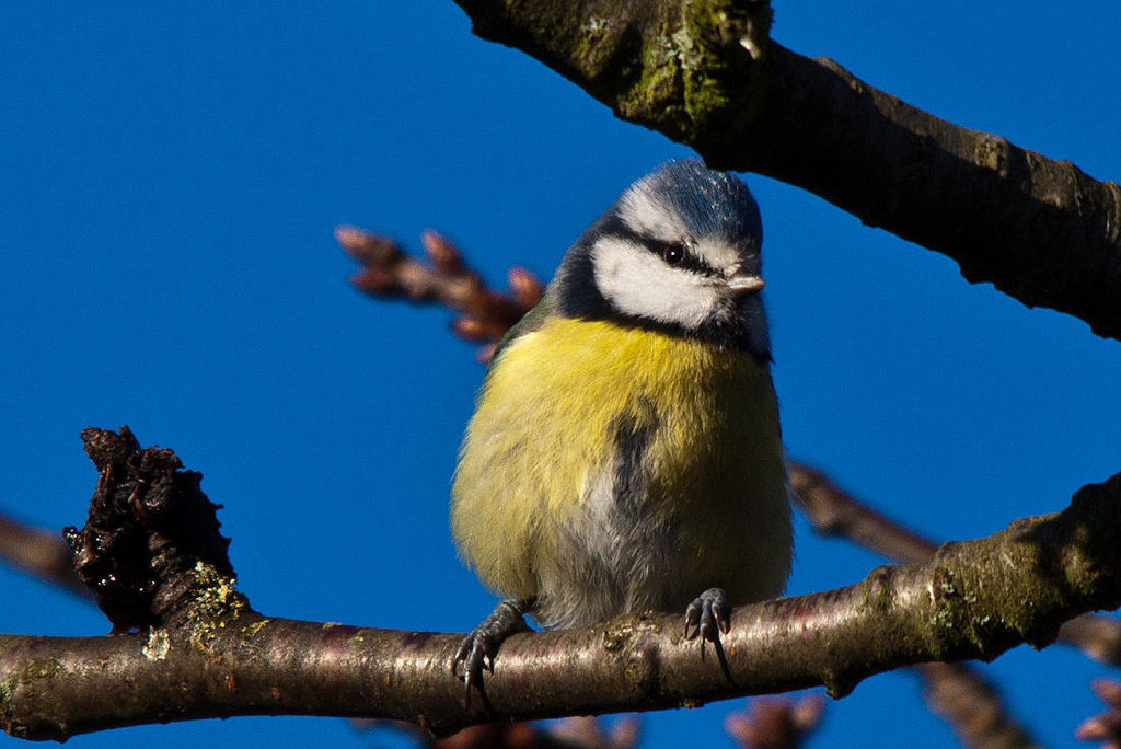 20121205 1772RTw [D-LIP] Blaumeise