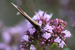 20100712 6507Mw [D~LIP] Großes Ochsenauge (Maniola jurtina), Bad Salzuflen