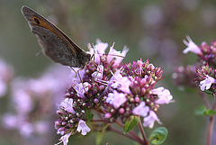 20100712 6502Mw [D~LIP] Großes Ochsenauge (Maniola jurtina), Bad Salzuflen