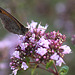 20100712 6502Mw [D~LIP] Großes Ochsenauge (Maniola jurtina), Bad Salzuflen