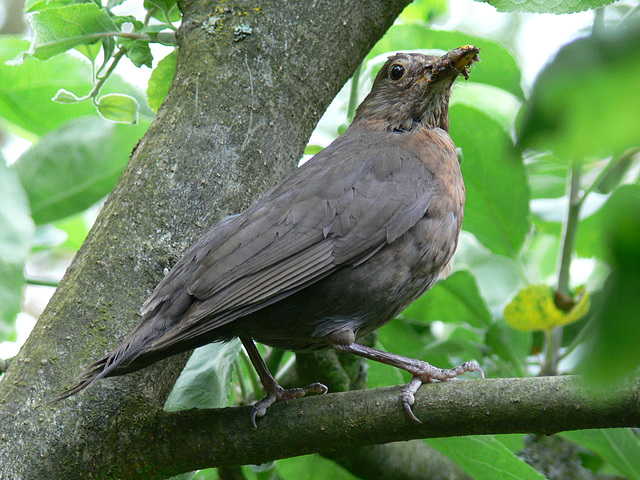 Gast im Garten