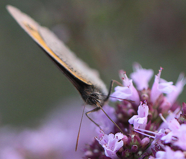 20100712 6497Mw [D~LIP] Großes Ochsenauge (Maniola jurtina), Bad Salzuflen