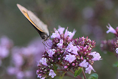 20100712 6496Mw [D~LIP] Großes Ochsenauge (Maniola jurtina), Bad Salzuflen