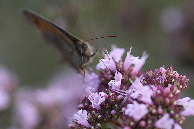 20100712 6492Mw [D~LIP] Großes Ochsenauge (Maniola jurtina), Bad Salzuflen