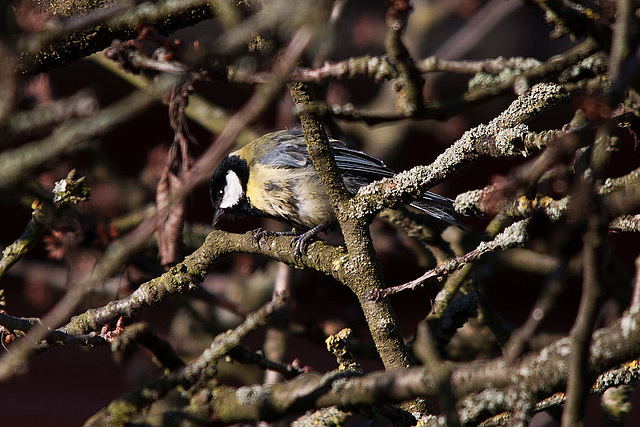 20121205 1761RTw [D-LIP] Kolhlmeise