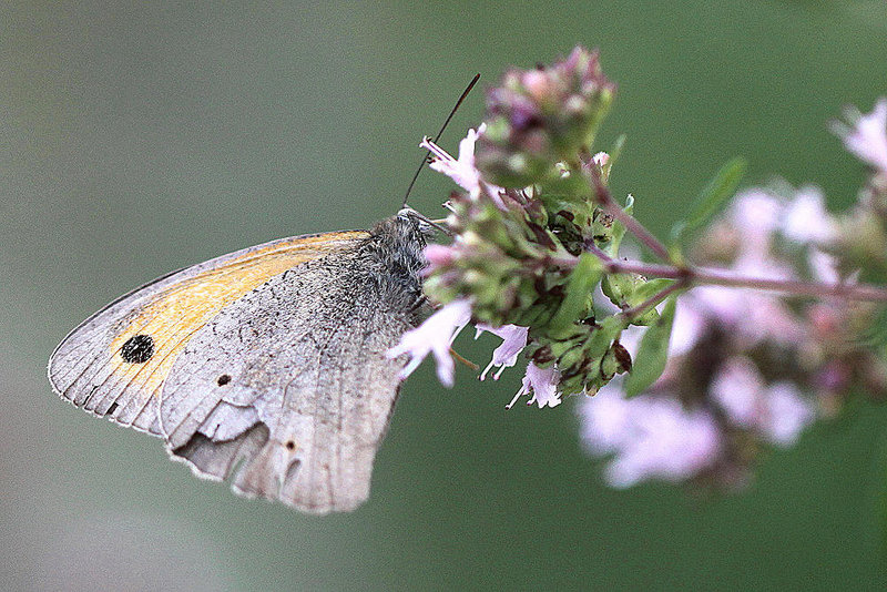 20100712 6488Mw [D~LIP] Großes Ochsenauge (Maniola jurtina), Bad Salzuflen