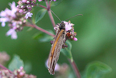 20100712 6485Mw [D~LIP] Großes Ochsenauge (Maniola jurtina), Bad Salzuflen