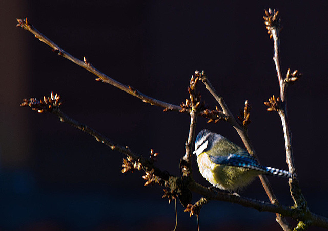 20121205 1757RTw [D-LIP] Blaumeise