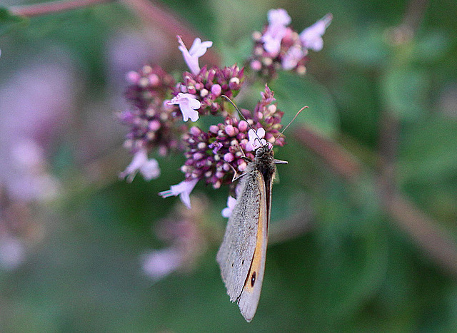 20100712 6476Mw [D~LIP] Großes Ochsenauge (Maniola jurtina), Bad Salzuflen