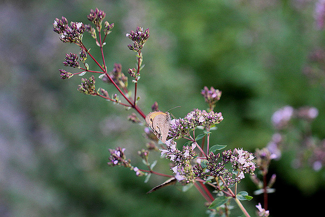 20100712 6475Mw [D~LIP] Großes Ochsenauge (Maniola jurtina), Bad Salzuflen