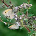 20100712 6474Mw [D~LIP] Großes Ochsenauge (Maniola jurtina), Bad Salzuflen