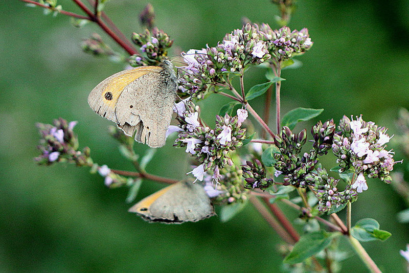 20100712 6474Mw [D~LIP] Großes Ochsenauge (Maniola jurtina), Dost (Origanum vulgare), Bad Salzuflen