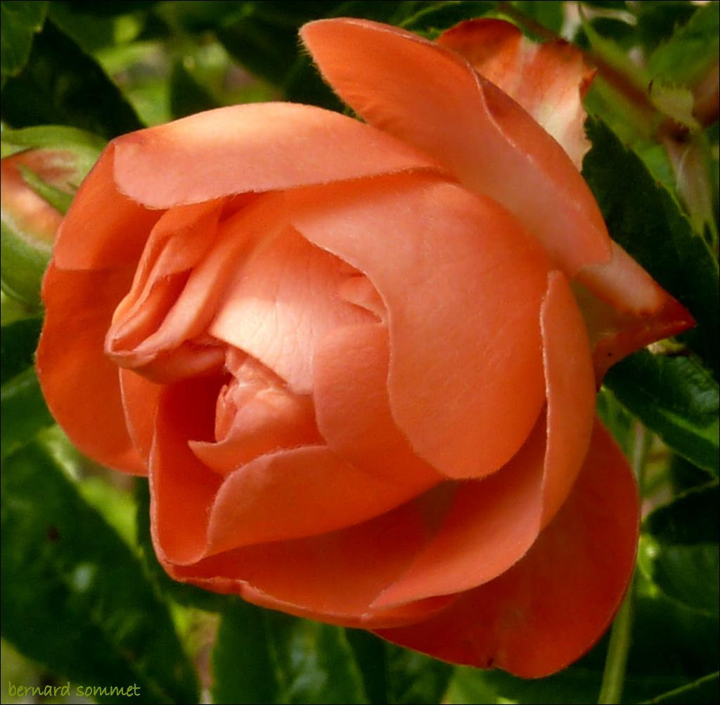 Bon week-end et belle semaine