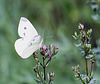 20100712 6454Mw [D~LIP] Kleiner Kohlweißling, Bad Salzuflen