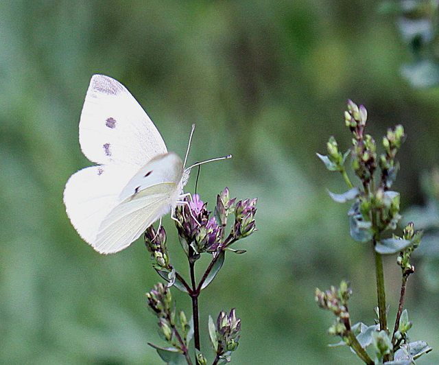 20100712 6454Mw [D~LIP] Kleiner Kohlweißling, Bad Salzuflen