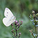 20100712 6454Mw [D~LIP] Kleiner Kohlweißling, Bad Salzuflen