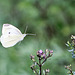 20100712 6452Mw [D~LIP] Kleiner Kohlweißling, Bad Salzuflen