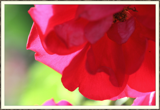 Rose im Sonnenlicht