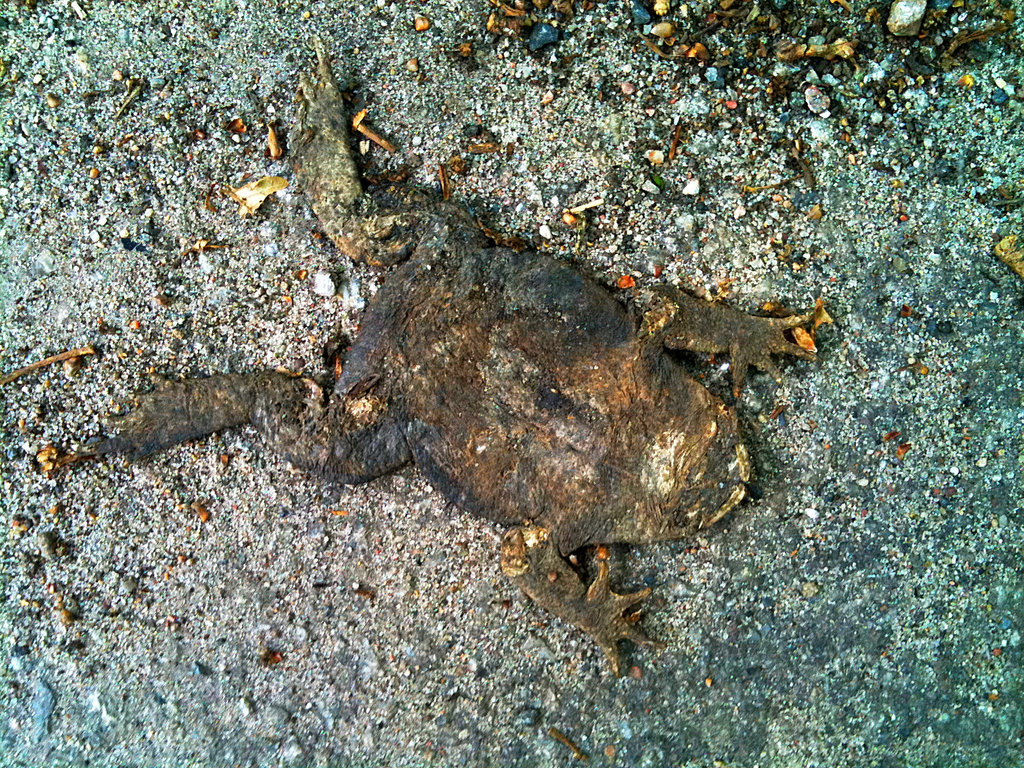 Flat toad