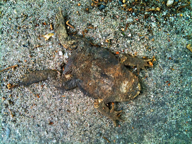 Flat toad