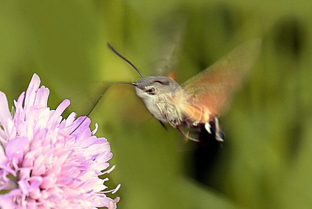 Sphinx colibri