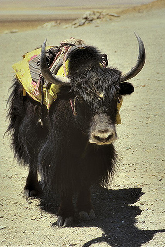 Lonely Yak gets posting for a photo shoot