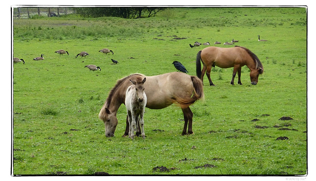 family idyll