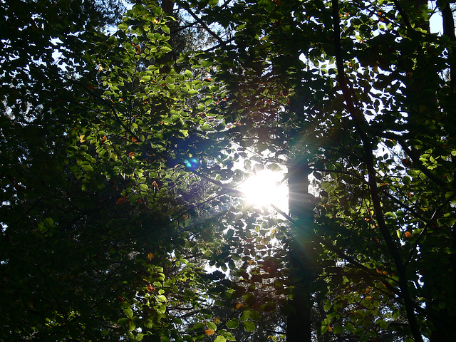 Herbstlicht im Schwarzerberg