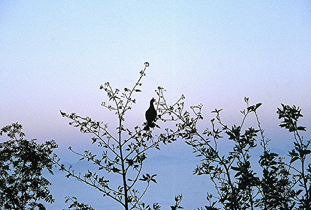 BGL 0205 78w Untersberg, Auerhuhn