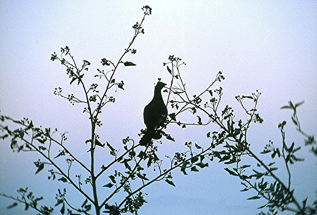 BGL 0206 78w Untersberg, Auerhuhn