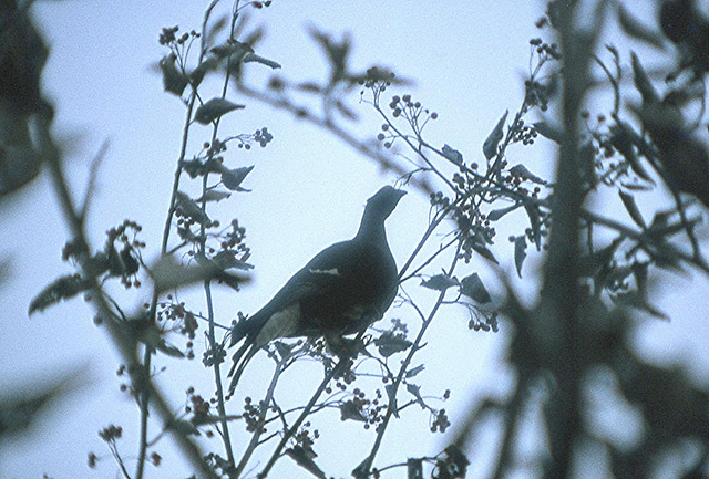 BGL 0207 78w Untersberg, Auerhuhn