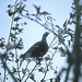 BGL 0207 78w Untersberg, Auerhuhn