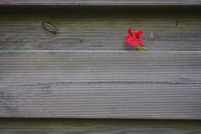 Two flowers escaping through the fence