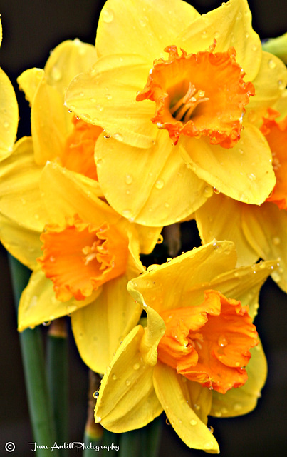 A host of golden daffodils