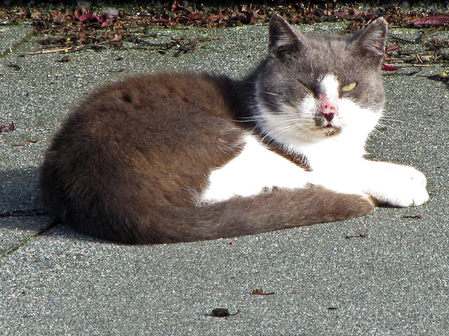 IMG 1516 Katze auf dem Dach/1