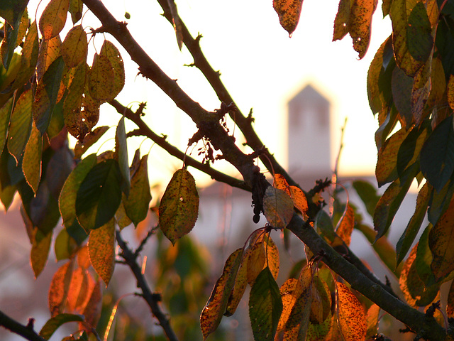 Herbstblätter im Sonnenlicht und St. Barbara