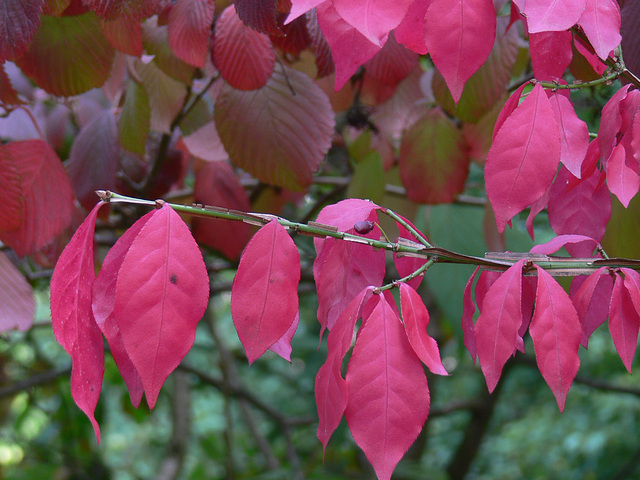 Herbstblätter