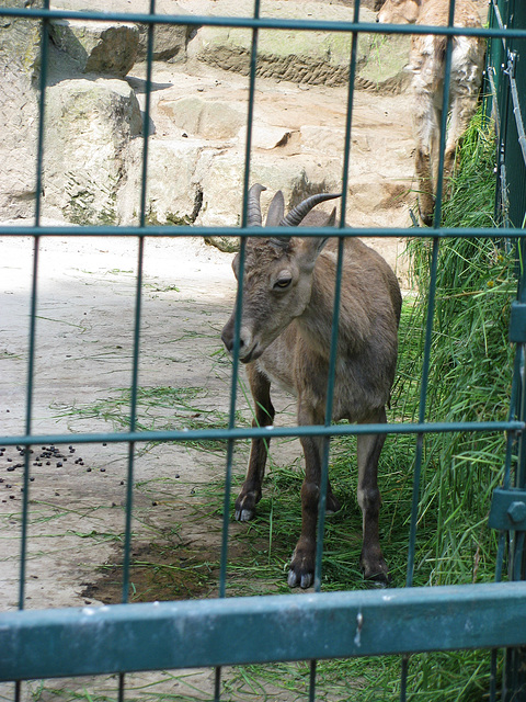 Steinbock1