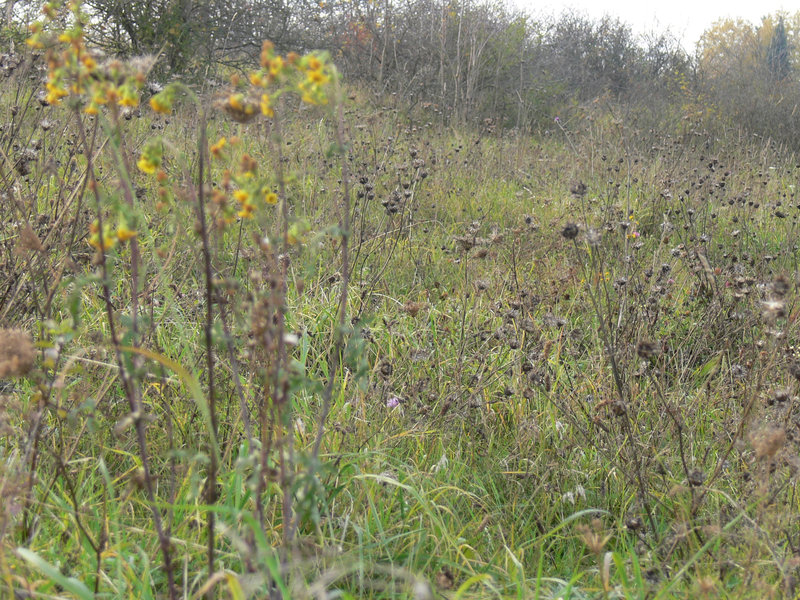 Flora und Fauna am Münchshofener Berg