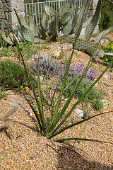 Agave (2) Agave (2)