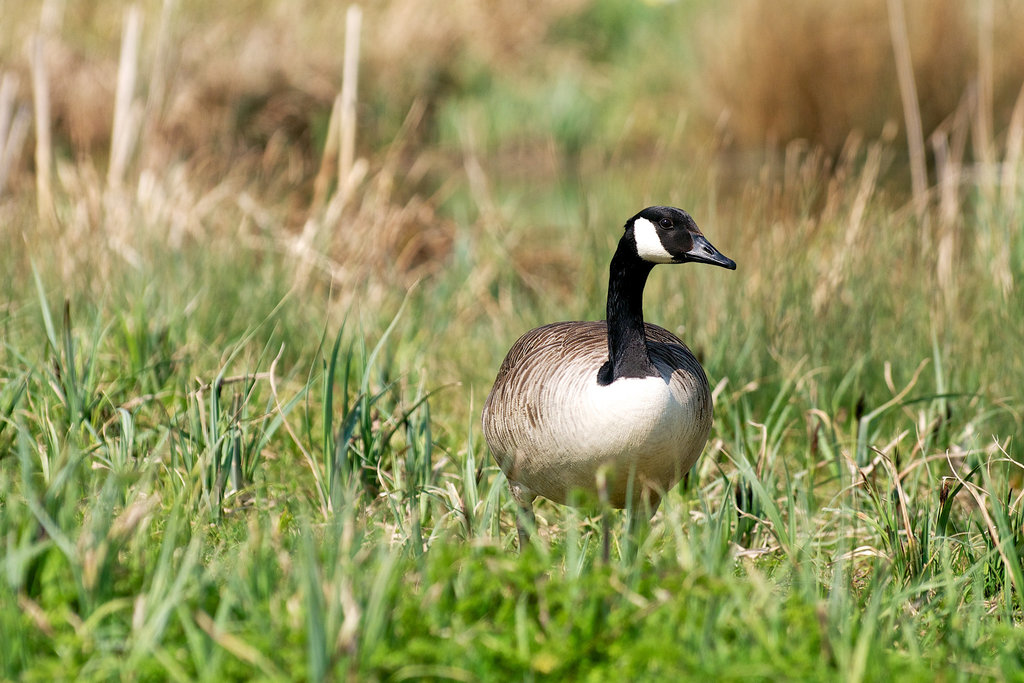 Canada Goose