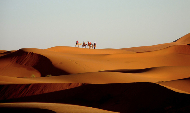 Distant Camels* by Early Evening Light