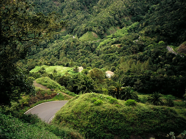 El Cedro