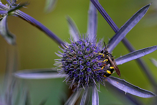 20100714 6549Mw [D~LIP] Blattwespe (Tenthredinidae), Bad Salzuflen