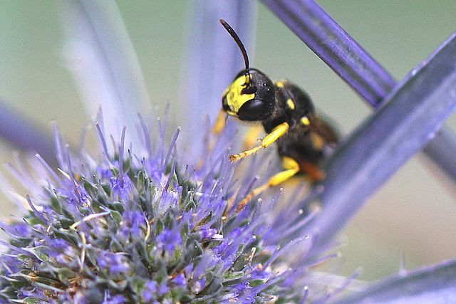 20100714 6553Mw [D~LIP] Blattwespe (Tenthredinidae), Bad Salzuflen