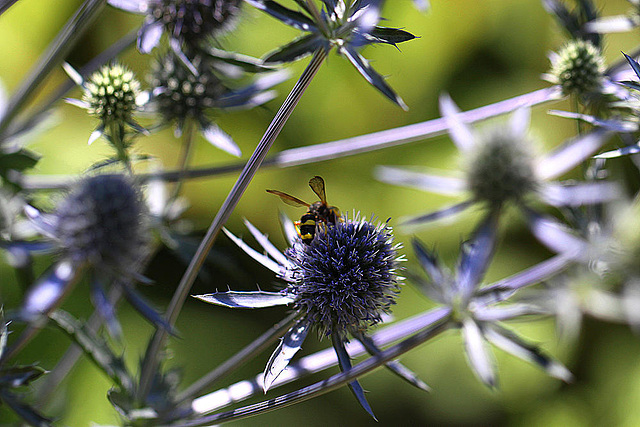 20100714 6557Mw [D~LIP] Blattwespe (Tenthredinidae), Bad Salzuflen