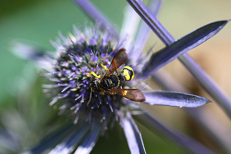 20100714 6558Mw [D~LIP] Blattwespe (Tenthredinidae), Bad Salzuflen
