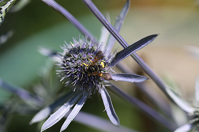 20100714 6559Mw [D~LIP] Blattwespe (Tenthredinidae), Bad Salzuflen