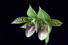 Paphiopedilum sukhakulii