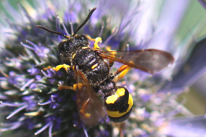 20100714 6560Mw [D~LIP] Blattwespe (Tenthredinidae), Bad Salzuflen